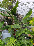 Musa banana plant with large paddle-shaped green leaves in terracotta pot at Pengelly Garden Centre