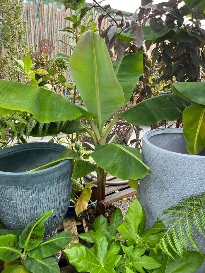 Potted Musa banana plant with large green paddle-shaped leaves, ideal tropical garden specimen