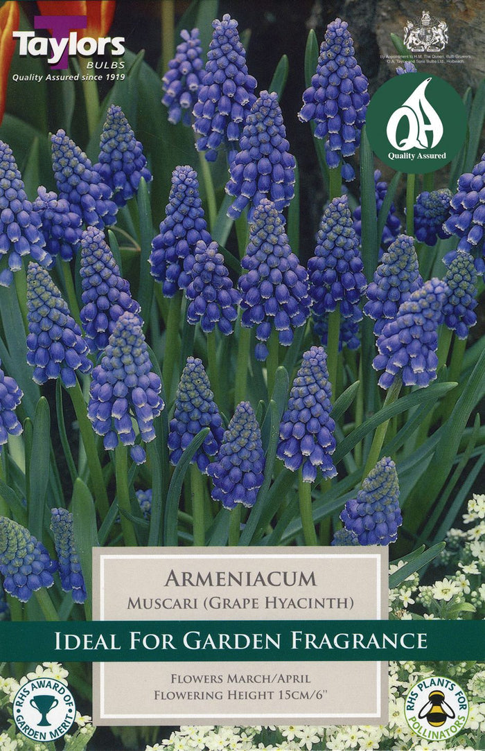 Muscari armeniacum grape hyacinth clump with bright blue bell-shaped spring flowers and narrow green foliage