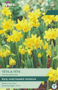 Clump of Tête-à-Tête dwarf daffodils with bright yellow cups and green strap-like leaves
