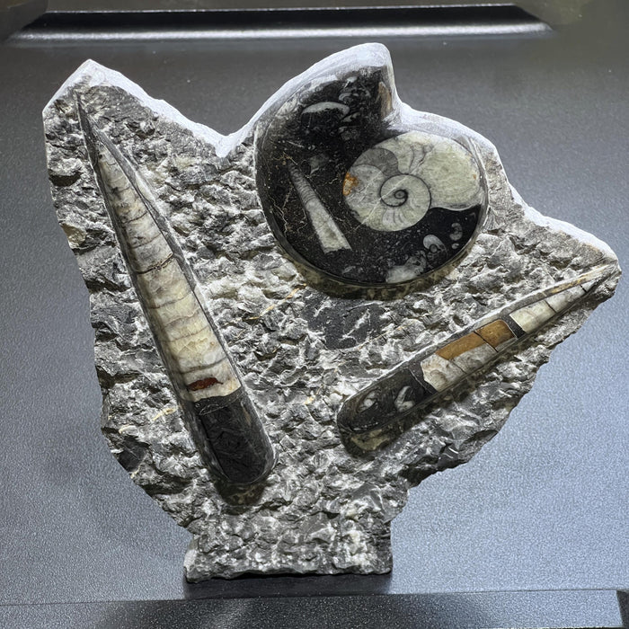 Orthoceras and Ammonite Fossil Stone Display Carving