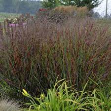 compact evergreen shrub labelled squaw in a black nursery pot with glossy dark green leaves on gravel