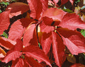 Parthenocissus quinquefolia (Virginia creeper) climber with green five-lobed leaves