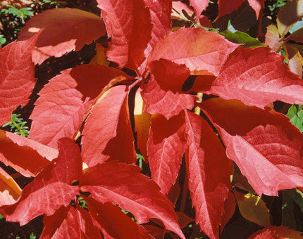 Parthenocissus quinquefolia (Virginia creeper) climber with green five-lobed leaves