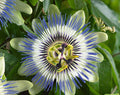 Passiflora caerulea blue passionflower climbing evergreen vine with blue-white fringed flowers and glossy green leaves
