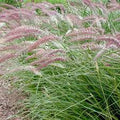 Karley rose shrub with soft pink double blooms and glossy green foliage in a garden pot