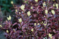 Pittosporum tenuifolium 'Tom Thumb' 3Ltr