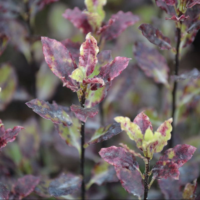 Compact pittosporum shrub with glossy oval green leaves in a Cornwall garden border, evergreen ornamental hedge plant