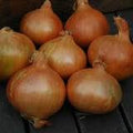 Stuttgarter Giant onion bulbs with copper-brown papery skins, large flattened globe variety for home vegetable gardens