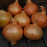 Stuttgarter Giant onion bulbs with copper-brown papery skins, large flattened globe variety for home vegetable gardens