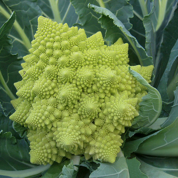 white cauliflower head with green outer leaves on display at Pengelly Garden Centre