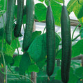 Flamingo cucumber plant with elongated pink-striped fruit and green leaves on a garden trellis