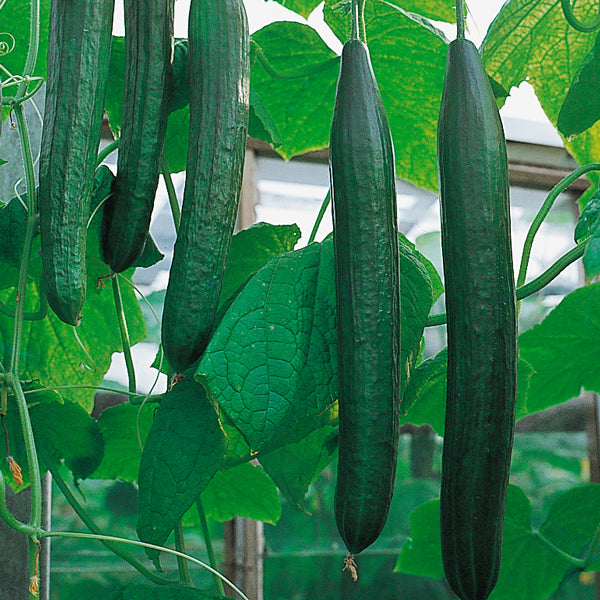 Flamingo cucumber plant with elongated pink-striped fruit and green leaves on a garden trellis