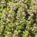Potted thyme herb with dense small aromatic green leaves in a black nursery pot, suitable for culinary gardens