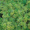 Potted lemon tree with ripe yellow lemons and glossy green leaves, ideal for patio or greenhouse