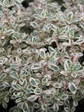 Fresh culinary thyme plant (Thymus vulgaris) in terracotta pot with green aromatic leaves