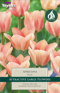 Apricona shrub with apricot-coloured cup-shaped flowers and glossy green leaves, potted ornamental shrub