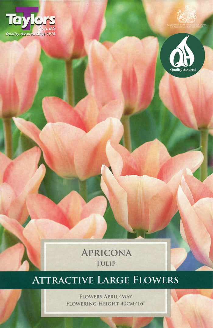 Apricona shrub with apricot-coloured cup-shaped flowers and glossy green leaves, potted ornamental shrub