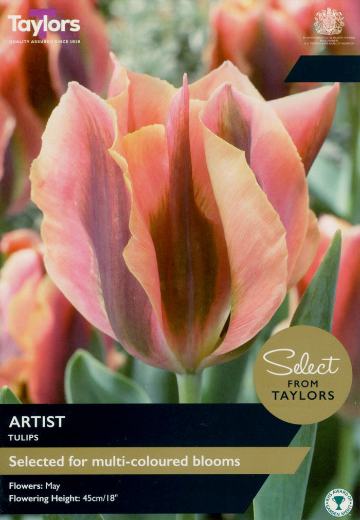 Local botanical artist sketching colourful flowers and potted plants at Pengelly Garden Centre