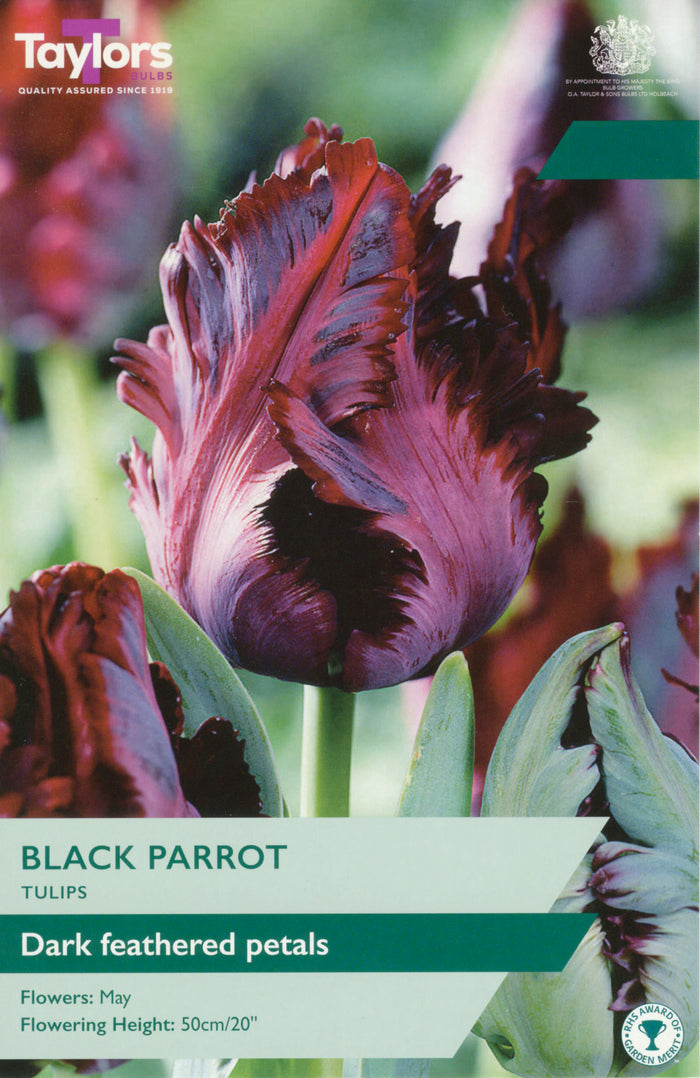 Black Parrot parrot tulip with ruffled deep maroon-black petals in bloom