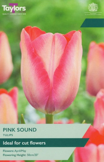 Tulip Pink Sound (8)