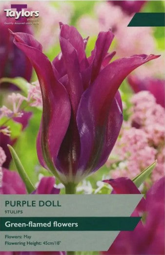 Tulip Purple Doll