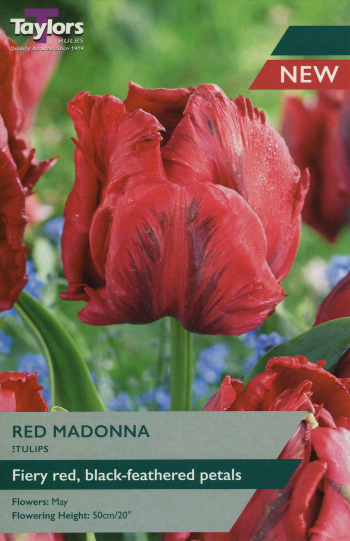 Red Madonna perennial with deep red blooms and glossy green foliage close-up