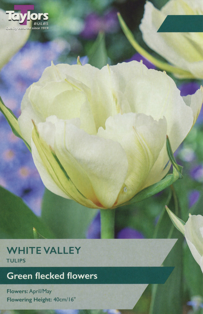 White Valley plant with dense clusters of small white flowers and dark green foliage for cottage gardens