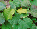 Vitis coignetiae (crimson glory vine) deciduous grape vine with large heart-shaped leaves showing red autumn colour