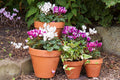 Woodlodge terracotta plant pots stacked in varying sizes on wooden display rack