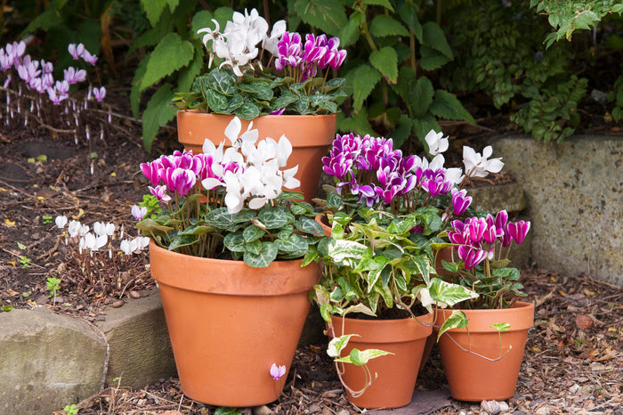 Woodlodge terracotta plant pots stacked in varying sizes on wooden display rack